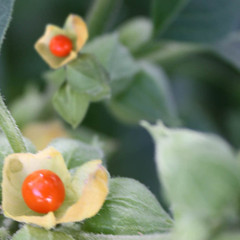 ashwagandha-fruit_medium